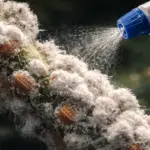 Close-up macro de infestação de cochonilha branca em caule de planta, mostrando detalhes da praga algodonosa e uma gota de remédio caseiro sendo aplicada para controle de pragas de jardim.